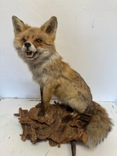 Präparat fuchs ausgestopfter gebraucht kaufen  Dortmund