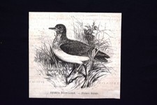 Storia naturale piviere usato  Villarosa