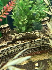 bristlenose for sale  WINCHELSEA