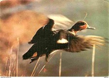 Animaux oiseaux sarcelle d'occasion  Fruges