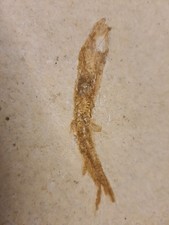 Fossilie knochenfisch solnhofe gebraucht kaufen  Gütersloh