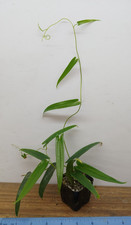 Dioscorea sp. borneo for sale  Lexington