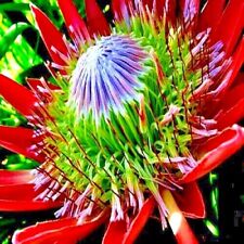 King protea cynaroides for sale  Lincolnton