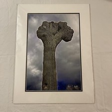 Crested saguaro cactus for sale  Antioch