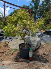 Japanese maple sharps for sale  Woodleaf