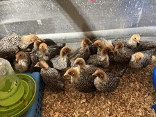 Silver deathlayer hatching for sale  East Rochester
