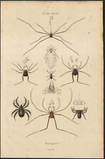 Insectes, araignées d'occasion  Expédié en Belgium