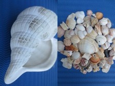 Strandgut porzellan schnecke gebraucht kaufen  Norderstedt