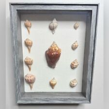 Beach seashell shadowbox for sale  Smithfield