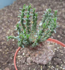 Euphorbia pugniformis old for sale  BRISTOL