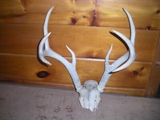 Vintage point whitetail for sale  Bethel