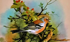 Chaffinch tree vintage for sale Chaffinch tree vintage for sale  NELSON