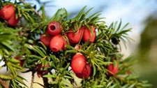 Yew tree bonsai for sale  CAMBORNE
