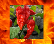 1000 Sementes de Pimenta Fantasma Red Bhut Jolokia QUENTE 900K-1M+ SHUS Atacado a Granel comprar usado  Enviando para Brazil