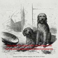 Bricchetto cane grifone usato  Spedire a Italy