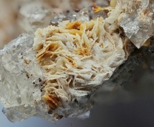 specimens for sale  MATLOCK