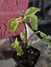 Thai basil live for sale  Fort Worth