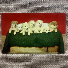 Huskows puppies crossbreed for sale  Meadowview