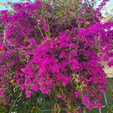 Bougainvillea spectabilis viol usato  Sciacca