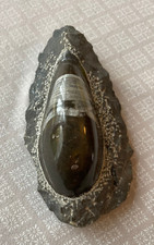Fossile poli orthoceras d'occasion  Bourg-en-Bresse