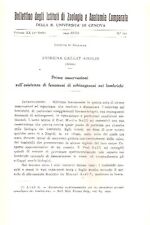 Osservazioni schizogenesi lomb usato  Italia