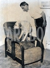 Vintage animali labrador usato  Roma