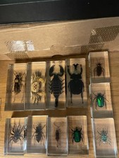 Real life bugs for sale  NEWPORT