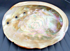 Large abalone shell for sale Large abalone shell for sale  WATERLOOVILLE