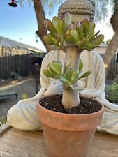 Jade plant money for sale  Van Nuys