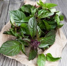 500 thai basil for sale  Buffalo