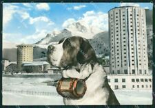 Torino sestriere cane usato  Gambolo
