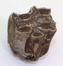 Pferdeartig hipparion gracile gebraucht kaufen  Weeze