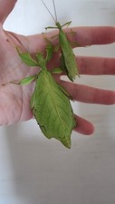 Phyllium gantungense leaf for sale  DUMFRIES