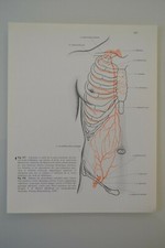 Planche anatomie humaine d'occasion  Marseille IV