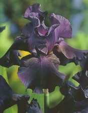 Iris germanica black gebraucht kaufen  Petersberg, Wettin-Löbejün