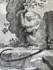 Singe mico 1804 d'occasion Singe mico 1804 d'occasion  Tuchan