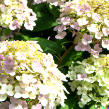 Climbing hydrangea seeds for sale  Saint Augustine