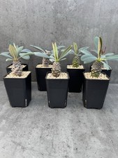 Euphorbia pachypodioides madag gebraucht kaufen  Düsseldorf