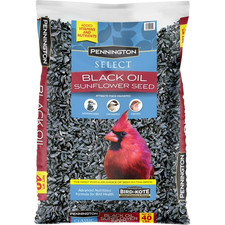 Pennington select black for sale  New York