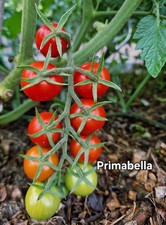 Tomatensamen primabella cockta gebraucht kaufen  Ennepetal