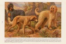 Afghan saluki hounds for sale  COLEFORD