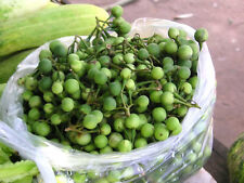 100 semi solanum usato  Trappeto