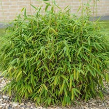 Fargesia murielae hardy for sale  UK