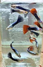 Young guppies 1.5cm for sale  WELWYN GARDEN CITY