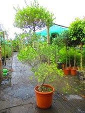 Olive cloud bonsai for sale  OXFORD