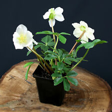 Christrose helleborus niger gebraucht kaufen  Mönchengladbach
