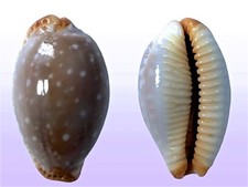 Cypraea limacina intersticta usato  Roma