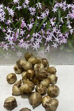 200 chionodoxa luciliae for sale  ALFRETON