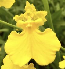 oncidium for sale oncidium for sale Bogalusa