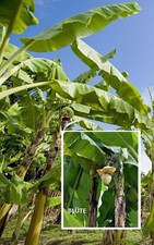 Winterharte banane musa gebraucht kaufen  Kaiserslautern